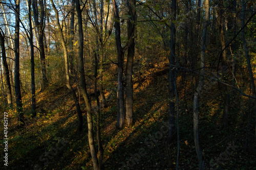 sunny evening in the forest