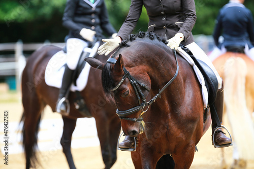 Dressage horse is praised by its rider, close-up of the head from the front.. © RD-Fotografie