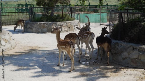 The Republic of Crimea. The city of Belogorsk. July 17, 2021. A family of European fallow deer lives in the enclosure of the Taigan Lion Park.