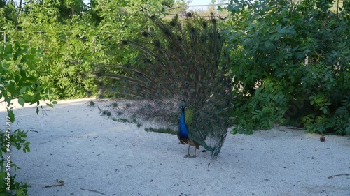 The Republic of Crimea. The city of Belogorsk. July 17, 2021.  An adult peacock has spread its bright colored tail and is walking freely in the city park.