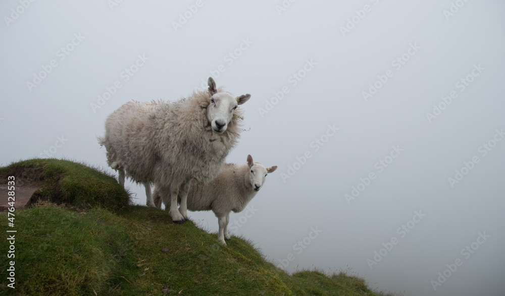 Fototapeta premium sheep in the mountain