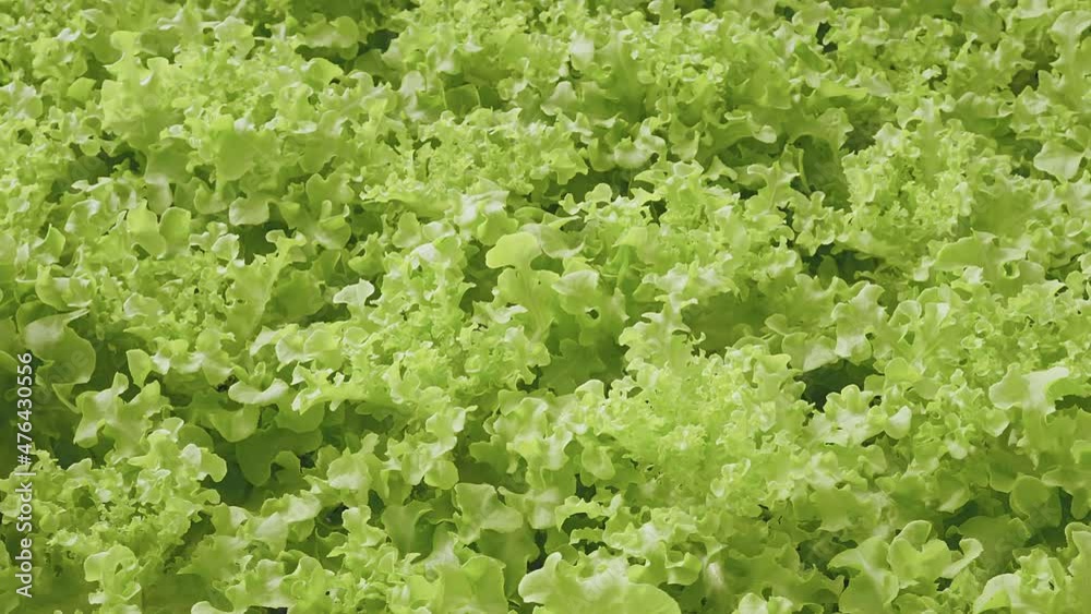 Dolly shot of organic freshness vegetables hydroponic green house. Farm-based salad nurseries,organic vegetables garden growing on soiless water system in greenhouse plantation with quality control. Dolly shot of organic freshness vegetables hydroponic green house. Farm-based salad nurseries,organic vegetables garden growing on soiless water system in greenhouse plantation with quality control.