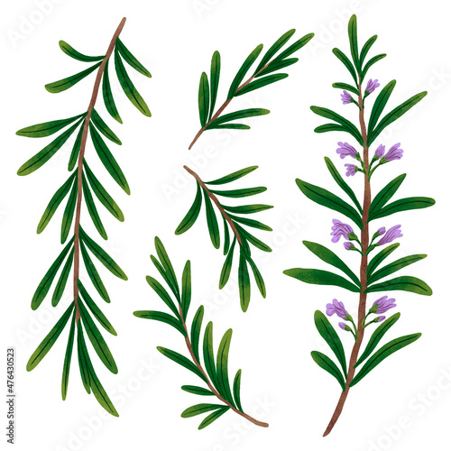 Drawing rosemary