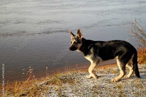 Dog German Shepherd by the water on the cliff in an autumn day © keleny