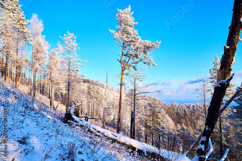 Pine trees on a hillside or mountain and blue sky in the background in Siberia near Lake Baikal in Russia © keleny