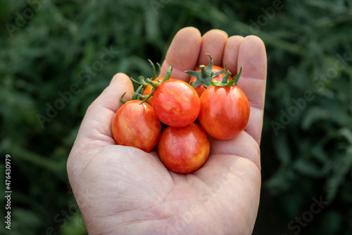 Gardener holding a fresh batch of vine ripe cherry tomatoes in his hand. Harvest of small home grown tomatoes.