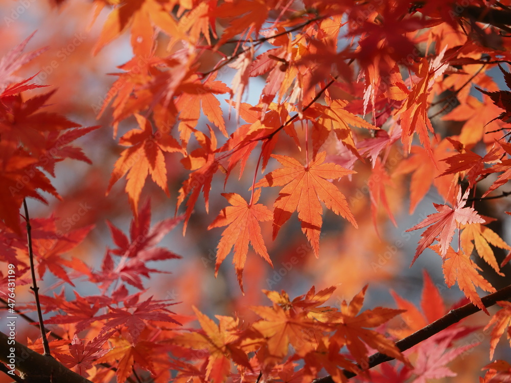 透過光に映える紅葉