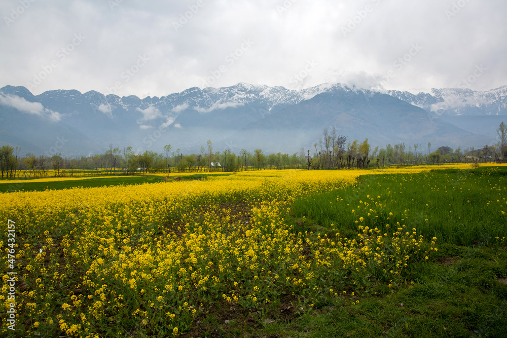 Mustard Flowers Field in April at Kashmir, India