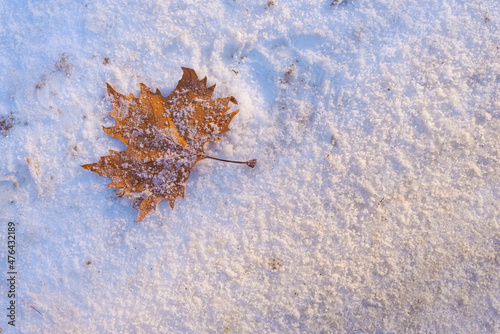 Autumn leaf, on fresh snow, and covered with frost; night frost, frost and winter. 