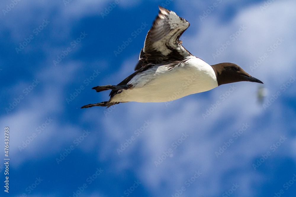Nestanflug einer Trottellumme am Eismeer