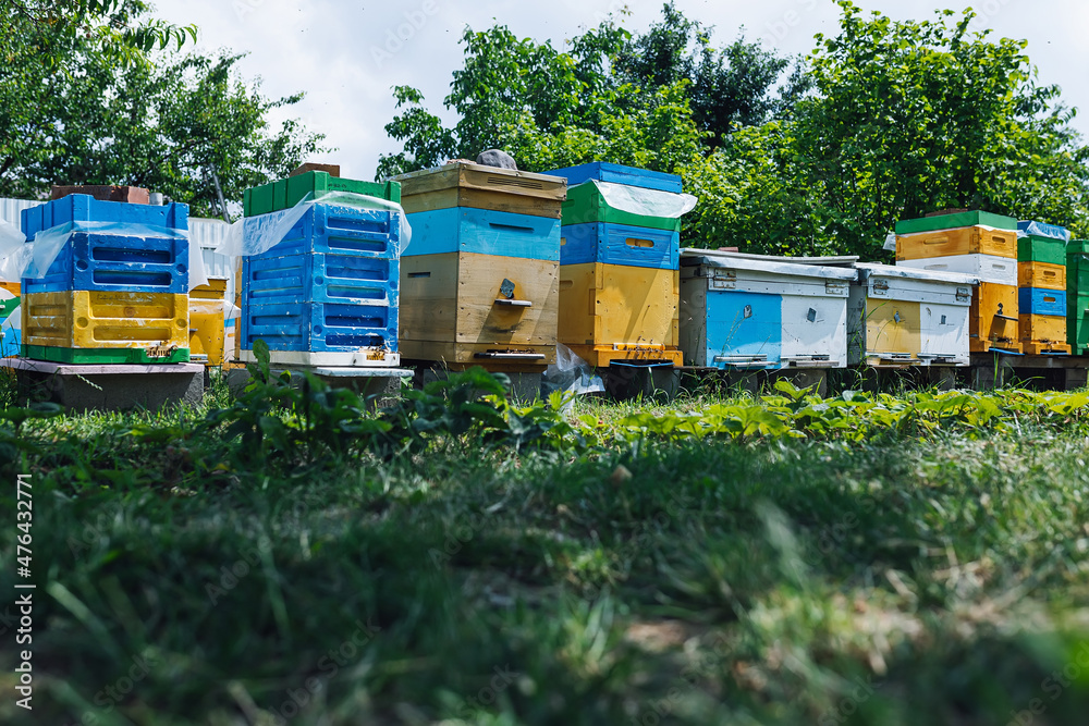 Bees at old hive entrance. Bees returning from honey collection to yellow hive. Bees at entrance. bees return to beehive after honeyflow. Copy space Bees at old hive entrance. Bees returning from honey collection to yellow hive. Bees at entrance. bees return to beehive after honeyflow. Copy space