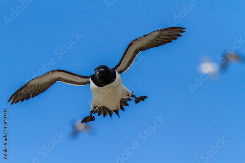 Nestanflug einer Trottellumme am Eismeer photo