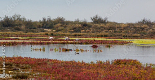 Flamingos in Ria Formosa, Portugal