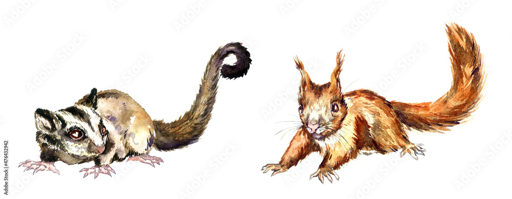 Obraz premium Sugar glider (Petaurus breviceps) side view and red squirrel or Eurasian red squirrel (Sciurus vulgaris) hand painted watercolor illustration