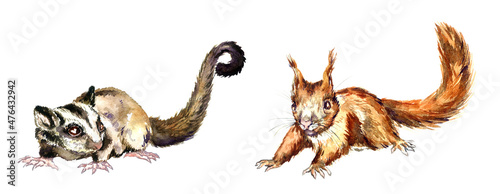 Sugar glider (Petaurus breviceps)  side view and red squirrel or Eurasian red squirrel (Sciurus vulgaris) hand painted watercolor illustration