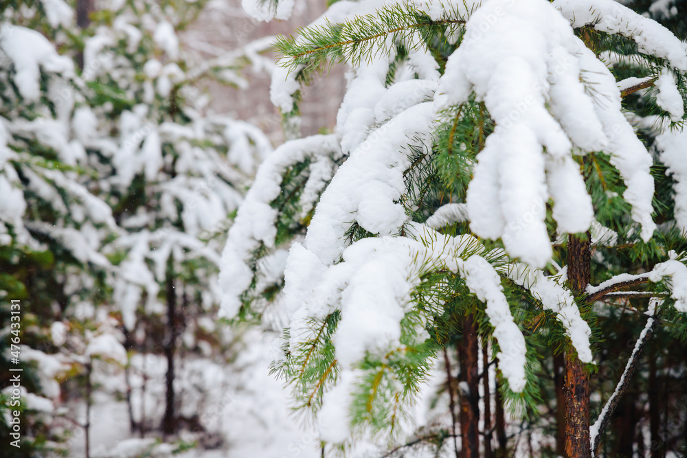 Branches of a Christmas tree covered with snow. Snow-covered branches.