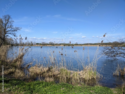 Seeufer mit Pflanzen