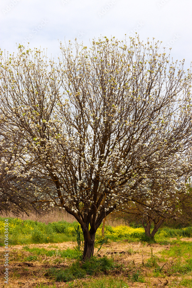 Single white Prunus dulcis (Almond Trees) in the center on a field partly with green grass Single white Prunus dulcis (Almond Trees) in the center on a field partly with green grass