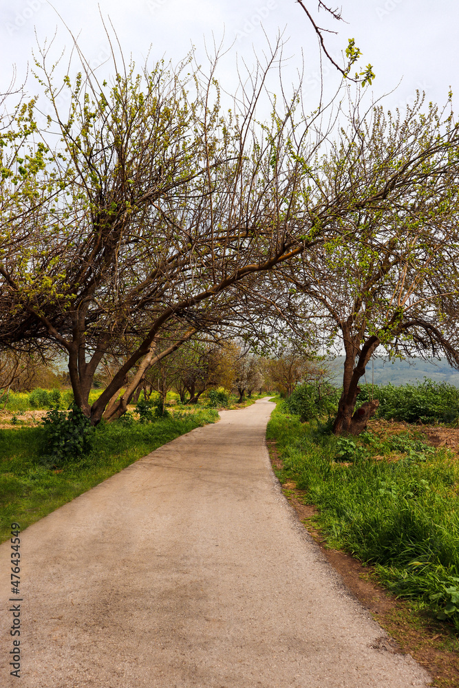 White Prunus dulcis (Almond Trees) on the sides of a walk path with green grass on the sides and a mountain in the back White Prunus dulcis (Almond Trees) on the sides of a walk path with green grass on the sides and a mountain in the back