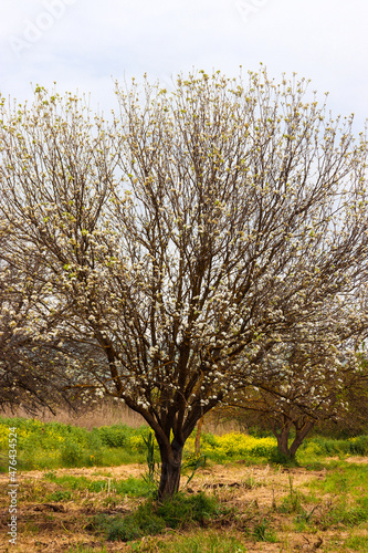 Single white Prunus dulcis  Almond Trees  in the center on a field partly with green grass