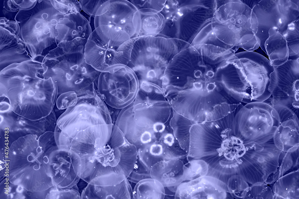 Many transparent jellyfish in dark water. Trendy Color of Year 2022. Many transparent jellyfish in dark water. Trendy Color of Year 2022.