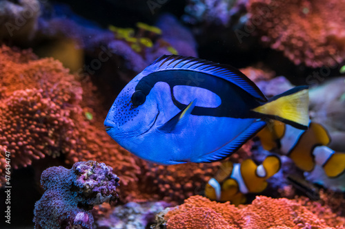 Paracanthurus hepatus, Blue tang  in Home Coral reef aquarium Fotobehang