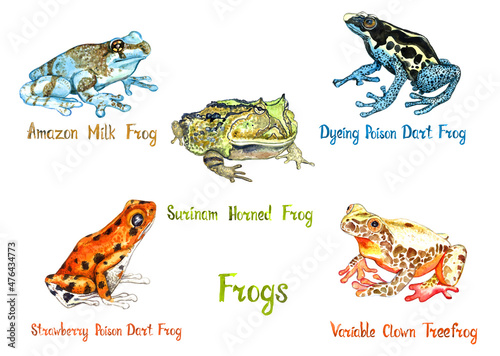  Amazon milk, Surinam horned , Dyeing poison dart frog, Strawberry poison frog, Variable clown tree frog isolated on white hand painted watercolor illustration with inscription