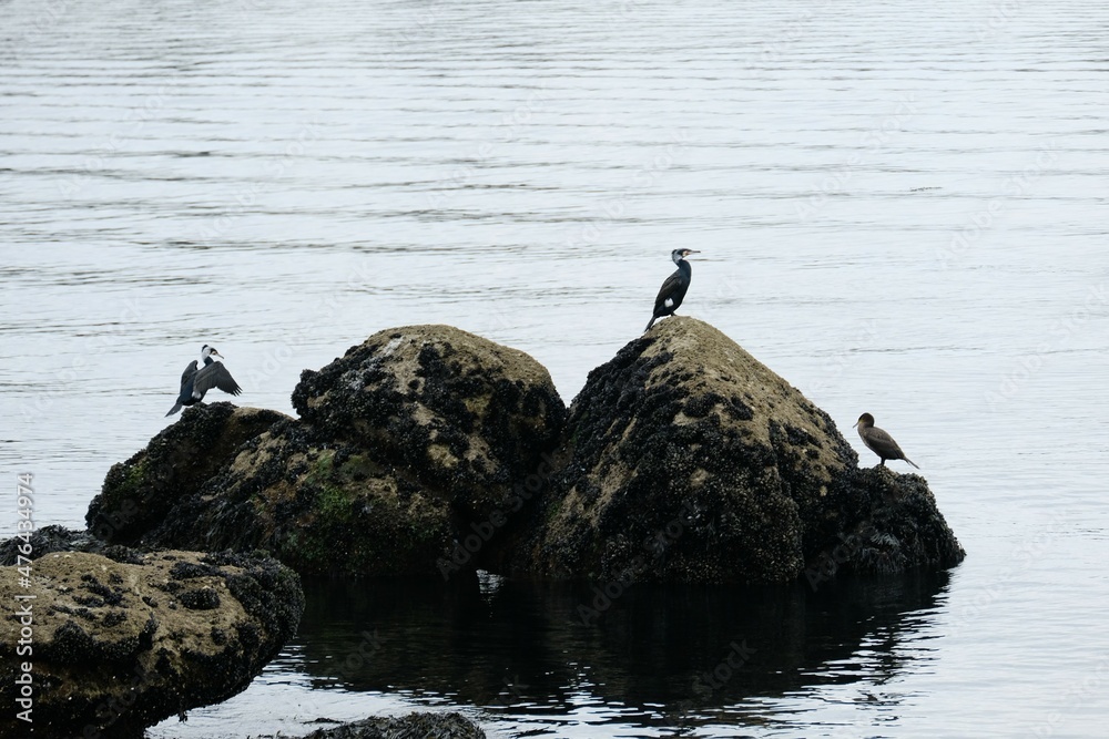 Fototapeta premium Groupe de cormorans .