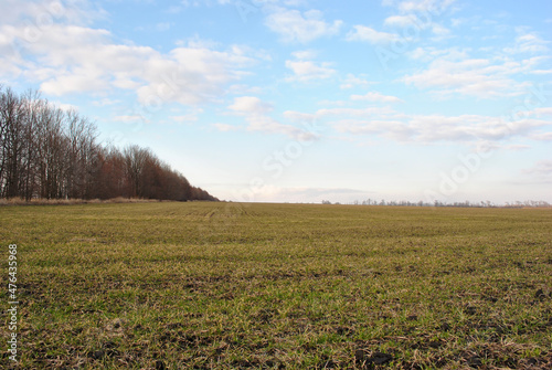 Field of green wheat (rye) rows on the edge of trees line, cloudy sunny sky, spring in Ukraine