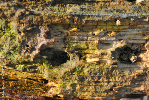 Old shabby tree trunk surface with green moss,  holes from termite damage, texture close up detail