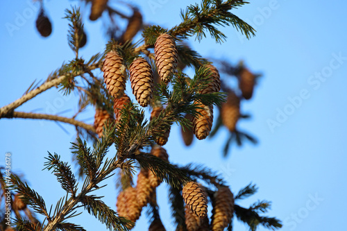 Spruce cones on a fir tree branches against the blue sky