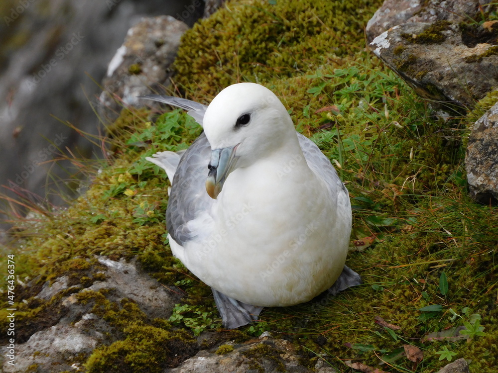 The huge white seagulls of the faroe islands The huge white seagulls of the faroe islands