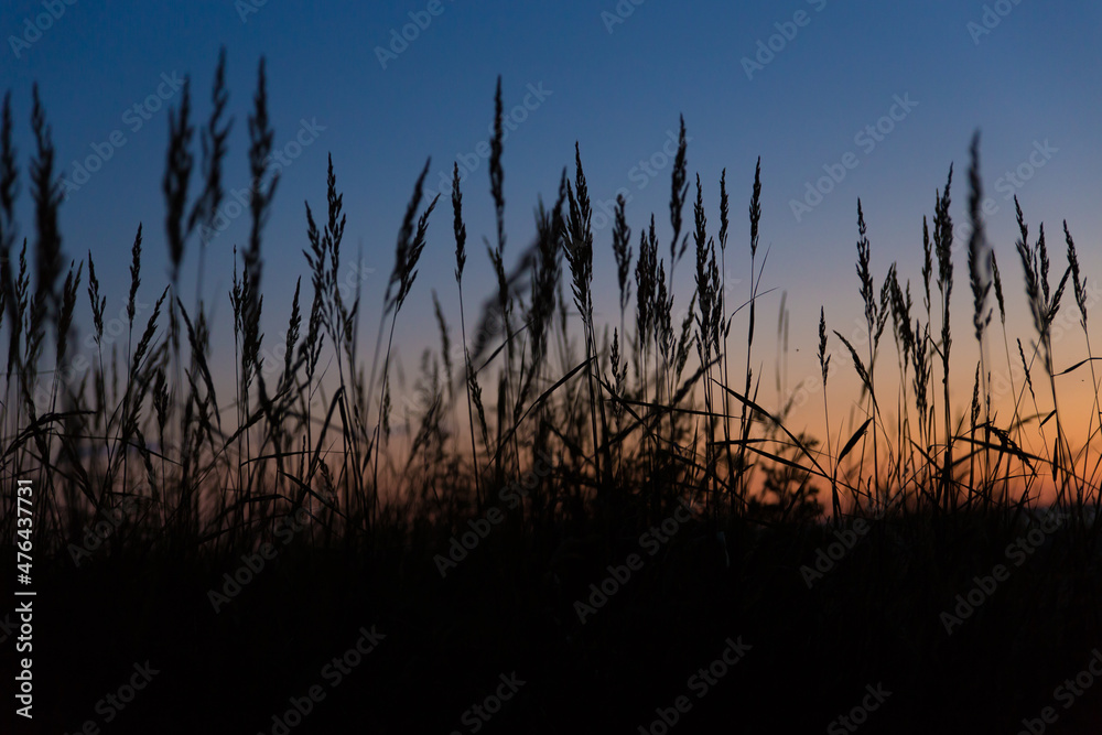 tall coastal grass grows near the shore, the sunset is red and blue against the background of tall plants