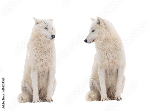 two polar wolves look at each other isolated on white background