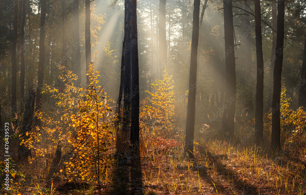 Obraz premium The sun's rays pierce the branches of the trees. Beautiful autumn morning in the forest.