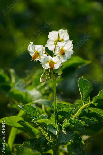 White flowers of potatoes on the plant.