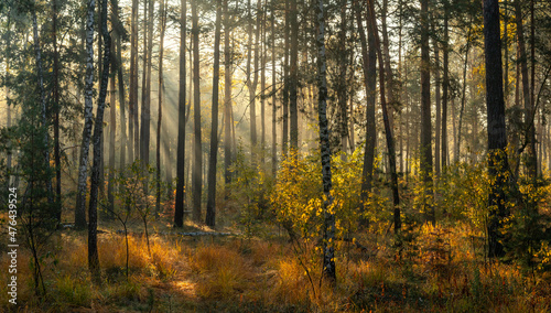 The sun's rays pierce the branches of the trees. Beautiful autumn morning in the forest. © Mykhailo