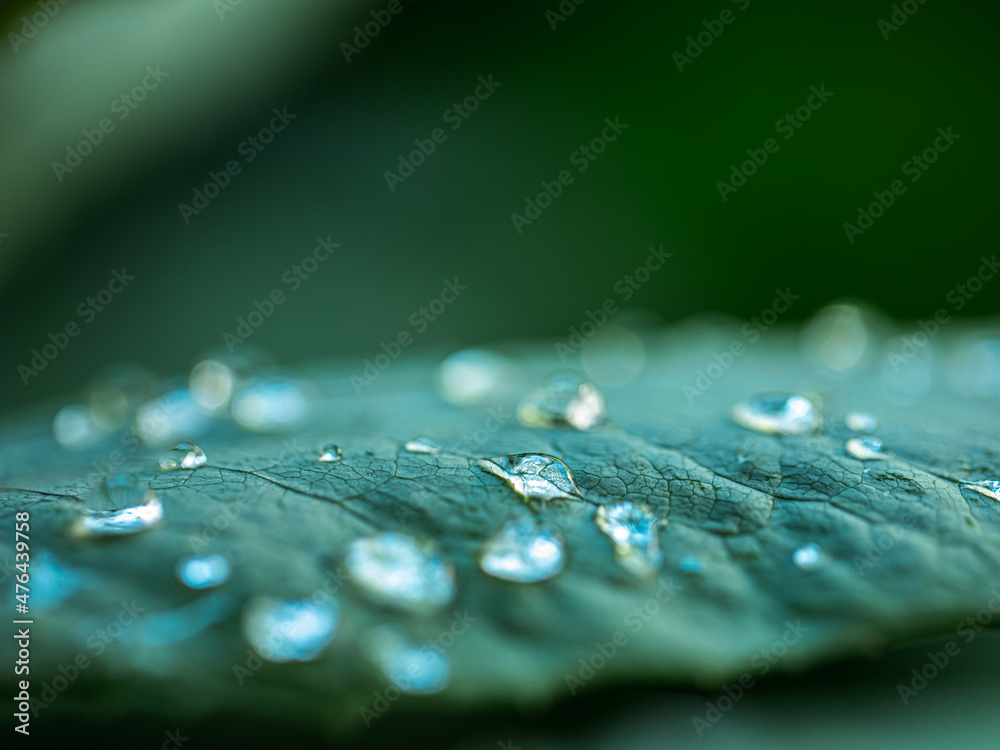 likes water on green leaf with defocused selective focus likes water on green leaf with defocused selective focus