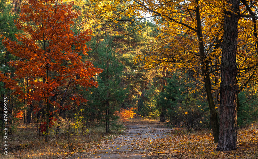 Autumn has decorated the forest with its colors. The leaves turned yellow, orange, red.