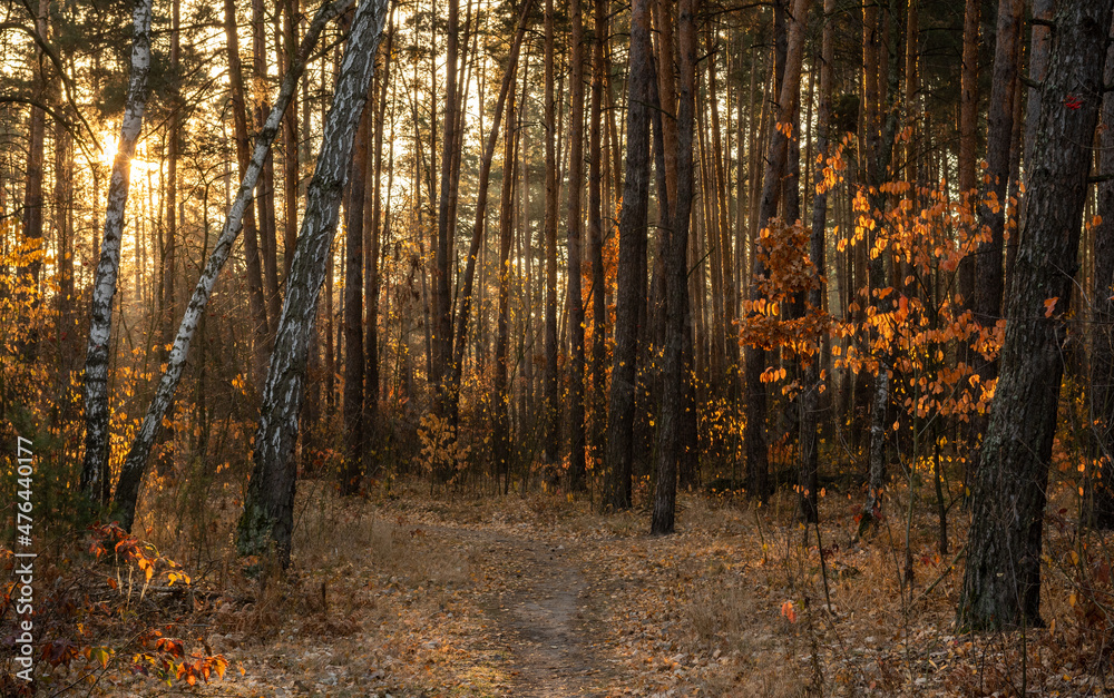 Fototapeta premium The sun's rays pierce the branches of the trees. Beautiful autumn morning in the forest.