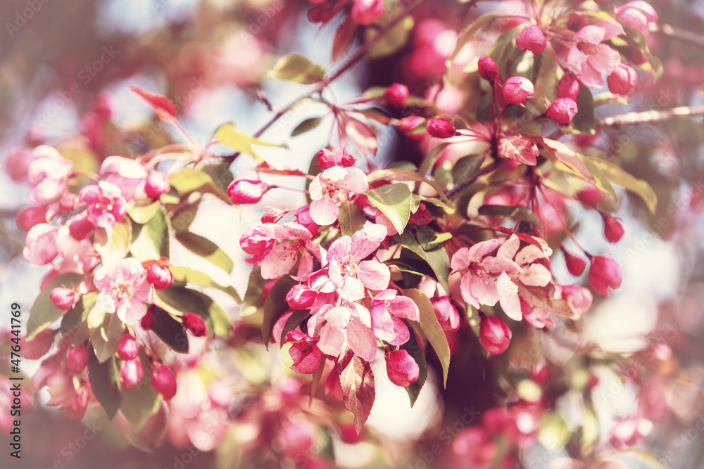 Blooming garden in spring. Cherry tree branches with flowers