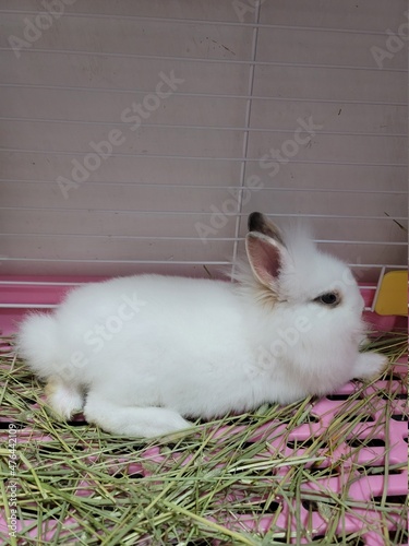 white rabbit in a basket