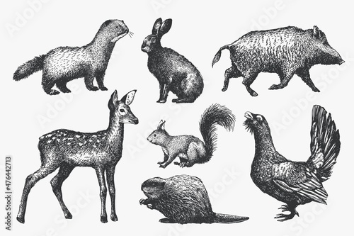 A set of forest animals, hand-drawn graphics, sketches, linear drawings in vintage style. Vector illustration.