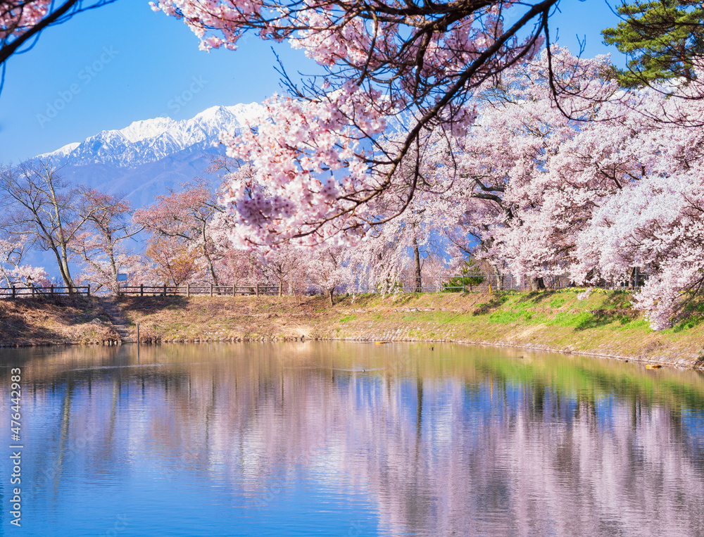 Obraz premium 春イメージ 信州の桜風景