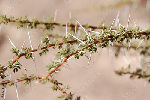 Branches of camel thorn in nature.