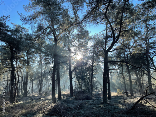 Sunlight and a winter landscape around the Holterberg photo