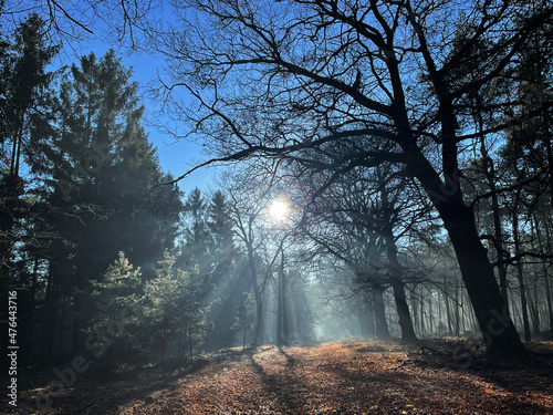 Winter landscape around the Holterberg at the Sallandse Heuvelrug national park photo