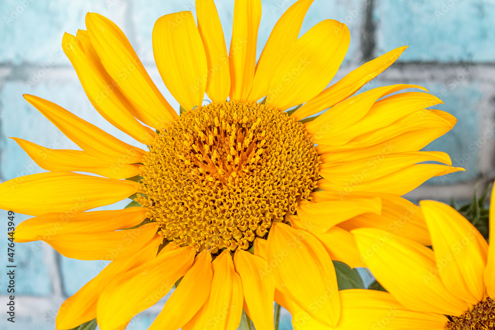 bright yellow sunflowers against a blue brick wall, bright background, copy space bright yellow sunflowers against a blue brick wall, bright background, copy space