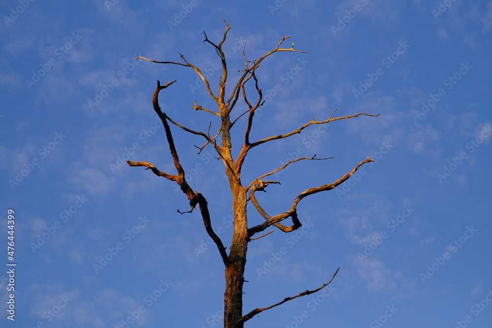 Abgestorbener Baum in der Morgensonne Abgestorbener Baum in der Morgensonne