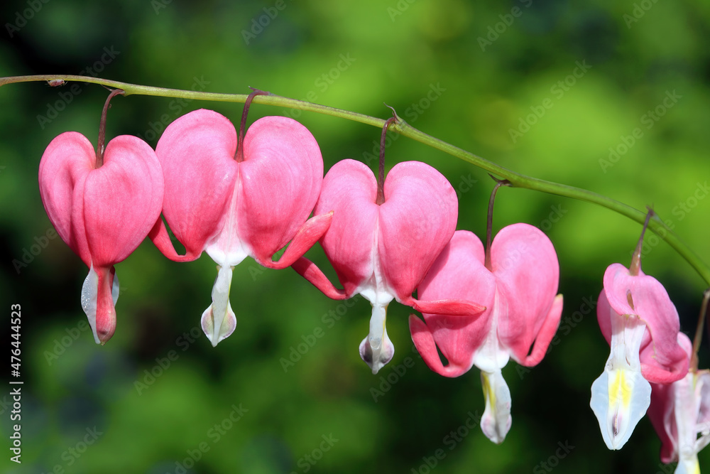 Fototapeta premium Bleeding heart (dicentra spectabilis) a spring summer perennial herbaceous flowering plant with a pink white springtime flower commonly known as Dutchman's Trousers, stock photo image